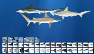 Shark Measures Database now online